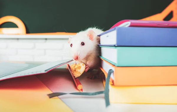 Educação, estudo, livro sobre ratos, animais de laboratório. — Fotografia de Stock