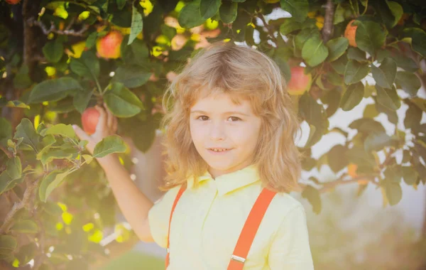 Menino a apanhar maçãs no quintal. Retrato miúdo no jardim de maçã pomar, árvore com maçãs. — Fotografia de Stock