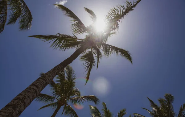 Tropical trees background. Coco palms on blue sky. Palms wallpaper. — Stock Photo, Image