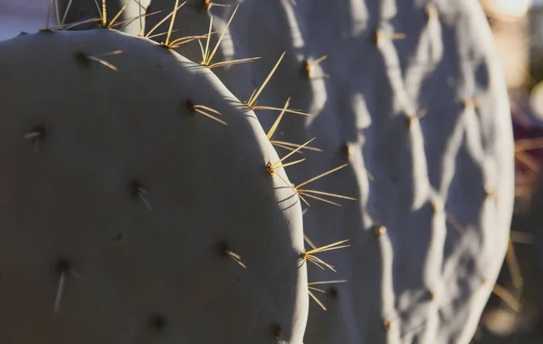 Microdasys kaktusy. Backdround kaktusowy, wzór kaktusowy. — Zdjęcie stockowe
