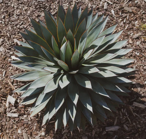 Agave green. Kaktusové pozadí, design kaktusů nebo kaktusovité vzory. — Stock fotografie