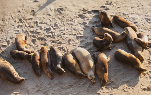 Focas del Cabo. Concepto de vida silvestre con lobo marino. — Foto de Stock