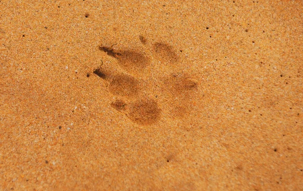 Dog footprints in the sand. Animal foot print on sand. Copy space. — Stock Photo, Image