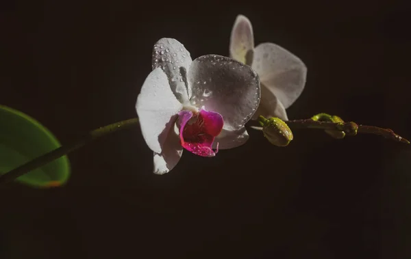 Orchidée phalaenopsis fleur. Plante décorative isolée sur fond noir. Concept floral. — Photo