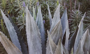 Agave. Kaktüs sırtı, kaktüs tasarımı ya da kaktaceae deseni.