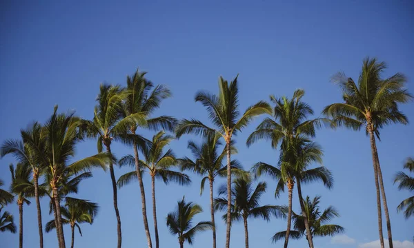 ココナッツヤシの木、空の抽象的な背景に太陽の光と美しい熱帯のテクスチャ。ヤシの熱帯デザイン. — ストック写真