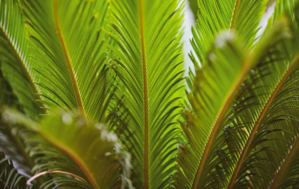 Struktura palmových listů, palmové kokosové listy přírodně zelené pozadí. Tropické stromy design. — Stock fotografie