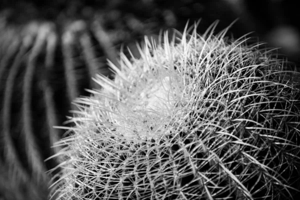 Kaktus backdround, kaktusdesign eller cactaceae mönster. — Stockfoto