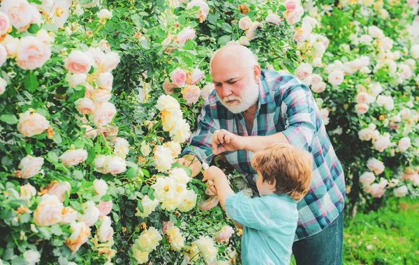 Fiore rosa cura e irrigazione. Nonno con nipote che fa giardinaggio insieme. Il nipote e il nonno passano del tempo nel frutteto. Papà insegnamento piccolo figlio cura piante . — Foto Stock
