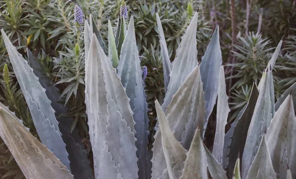 Agave. Fondo de cactus, diseño de cactus o patrón de cactaceae. — Foto de Stock