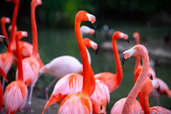 Eine Gruppe Flamingos. Rosa Flamingos vor grünem Hintergrund. Phoenicopterus roseus, Familie der Flamingos. — Stockfoto