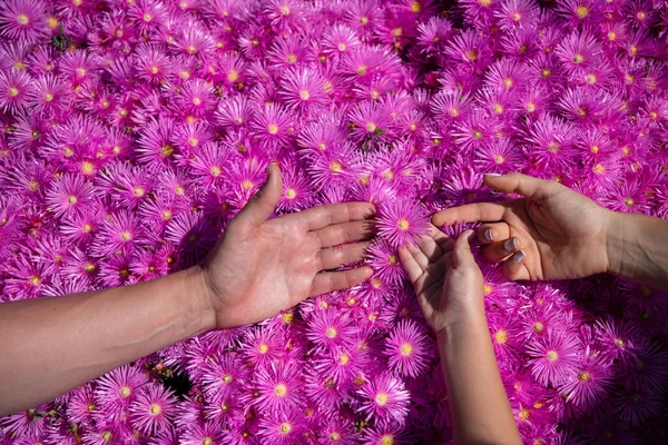 Famille d'été. Parents et enfants mains ensemble aux fleurs d'asters roses. Vue de dessus. Jour de famille. — Photo