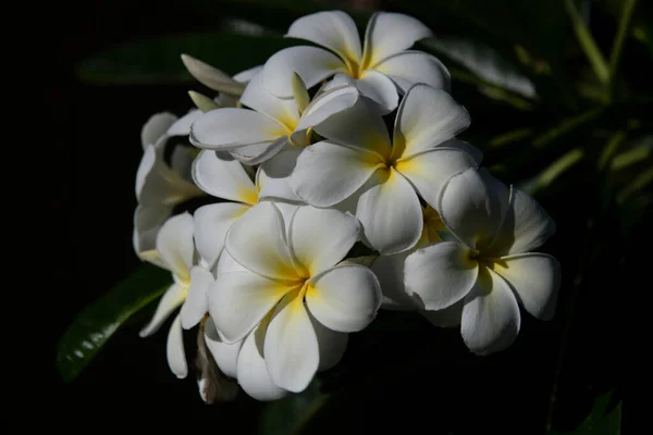 Vita plumeria rubra blommor. Frangipani blomma. Exotiska Plumeria Spa Blommor på gröna blad tropisk bakgrund. Vackra doftande tandtråd, aromaterapi. — Stockfoto
