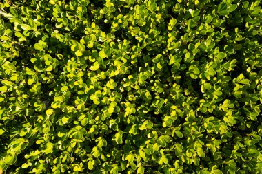 Yaprak arkaplan. Soyut yaprak dokusu, yeşil yaprak yeşili. Yeşil arkaplan