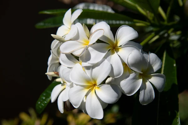 Close Flores Frangipani Com Fundo Verde Plumeria Rubra Flores Brancas — Fotografia de Stock