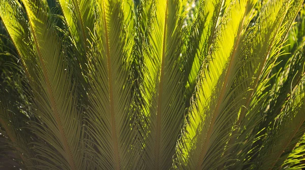 Folhagem Folhas Verdes Textura Padrão Uma Selva Textura Tropical Folha — Fotografia de Stock