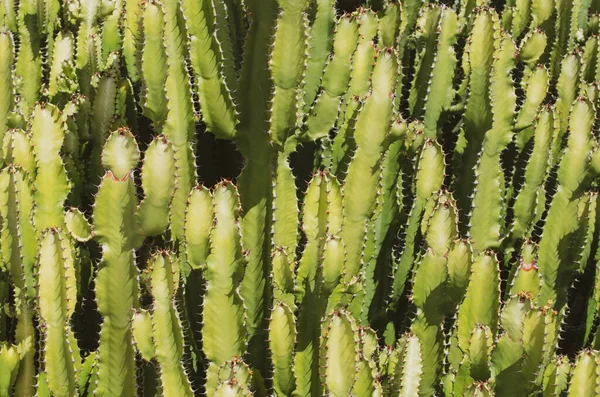 Fondo Cactus Diseño Cactus Patrón Cactaceae —  Fotos de Stock