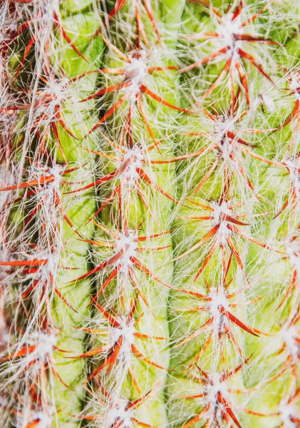 Kaktusz Felszökik Kaktusz Háttér Kaktuszok Vagy Kaktuszminták — Stock Fotó