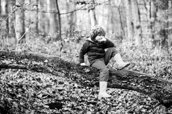숲의아이 아이들은 가을에 야외에서 사람들의 — 스톡 사진