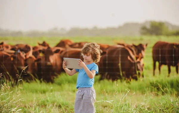 Little farmer kid with tablet near cows farm. Summer kids at countryside. Children at farm. Organic meat, milk, food