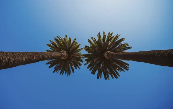 Тропический Дизайн Ладоней Кокосовые Пальмы Красивая Тропическая Текстура Солнечным Светом — стоковое фото