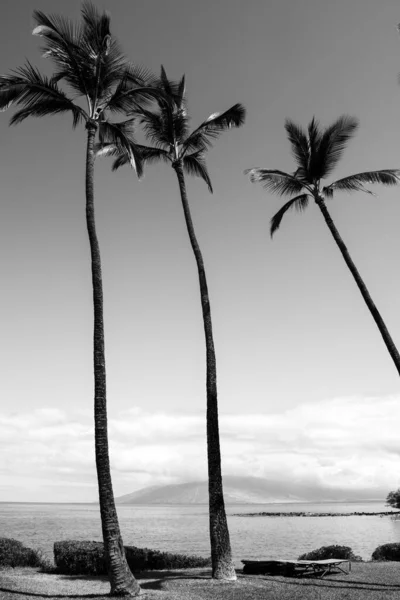 ヤシの葉 ヤシの木と青い空と熱帯の海のビーチ 夏のビーチの背景 — ストック写真