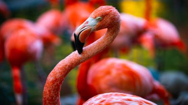 Daha büyük flamingo, Phoenicopterus gülü. Pembe Flamingo kolonisi gölette yürürken tımar ediliyor.