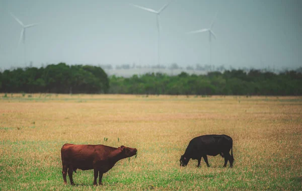 Cow on a pasture. Brown and black cows on green grass background