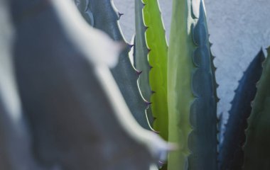 Kaktüs sırtı, kaktüs tasarımı ya da kaktaceae deseni