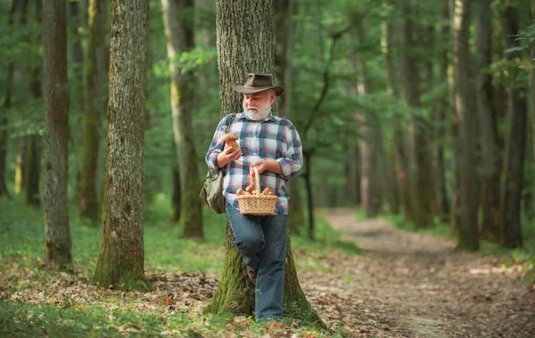 Old man walking. Grandpa Pensioner. Senior hiking in forest. Summer and hobbies. Old bearded mushroomer in summer forest