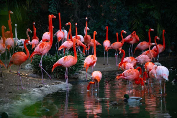 Αμερικάνικο Καραϊβικό Φλαμίνγκο Φοινικόπτερο Ρούμπερ Flamingos Φλαμίνγκο Είναι Ένα Είδος — Φωτογραφία Αρχείου
