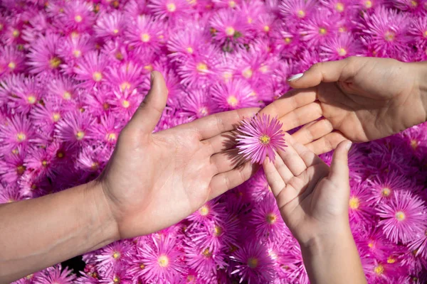 Adult and child hands holding flowers. Violet chamomile background. Parents and kid hands together at pink asters flowers. Hands of Mother father and little baby close up