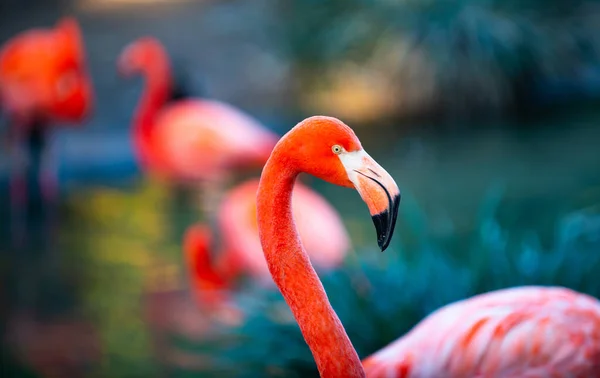 Tutup Potret Flamingo Merah Muda Alam Phoenicopterus Karet Dalam Kontak — Stok Foto