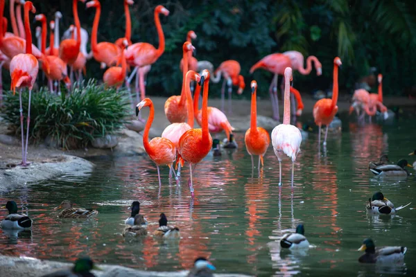Amerikansk Flamingo Flamingor Skönhetsfåglar Grupp Flamingos — Stockfoto