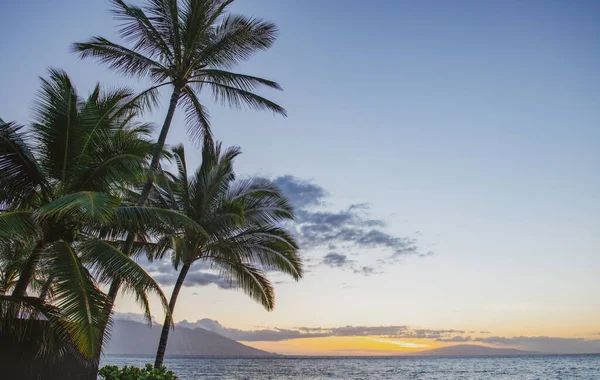 Tropical Sea Beach Sand Ocean Palm Leaves Palm Trees Blue — Stock Photo, Image