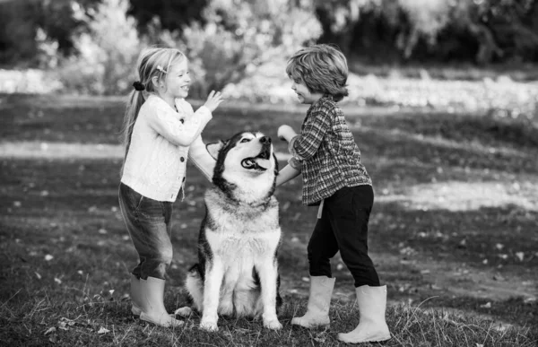Niños Sonrientes Con Perro Paseando Sobre Fondo Del Campo Otoño — Foto de Stock