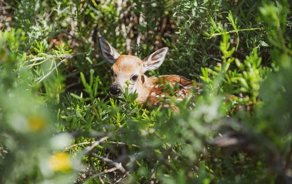 Petit Cerf Paysage Naturel Bambi Fawn Cerf Virginie Capreolus Belle — Photo