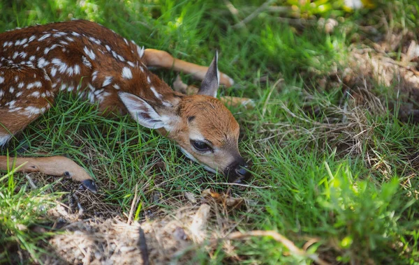 Zwierzęca Natura Jelonka Bambi Jeleń Białym Ogonem Capreolus Piękna Dzika — Zdjęcie stockowe