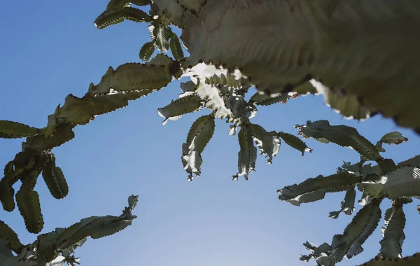 Cactus Desert Sky Backdround Cacti Cactaceae Pattern — Stock Photo, Image