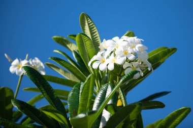 Çiçek açan Frangipani çiçeği. Gökyüzü arka planında beyaz rubra çiçekleri. Baharda Frangipani çiçeği
