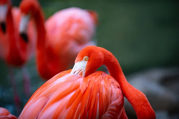 Růžový Flamingo Přírodě Phoenicopterus Ruber Úzkém Kontaktu Samicí Beauty Flamingos — Stock fotografie