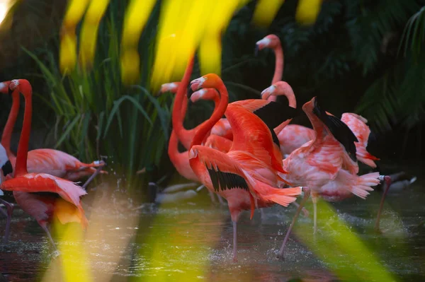 Eine Herde Rosa Flamingos Pinkfarbene Flamingo Schönheit Vögel Karibischer Flamingo — Stockfoto