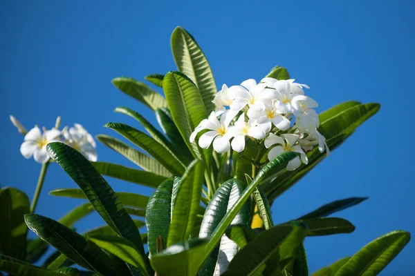 Blossoming Frangipani flower. White plumeria rubra flowers on sky background. Frangipani flower on spring