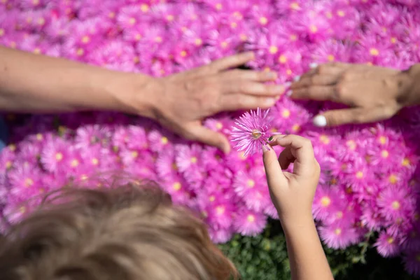 母亲和孩子手牵手 手牵手 手牵着粉红的紫罗兰 手牵着粉红的雏菊背景 — 图库照片
