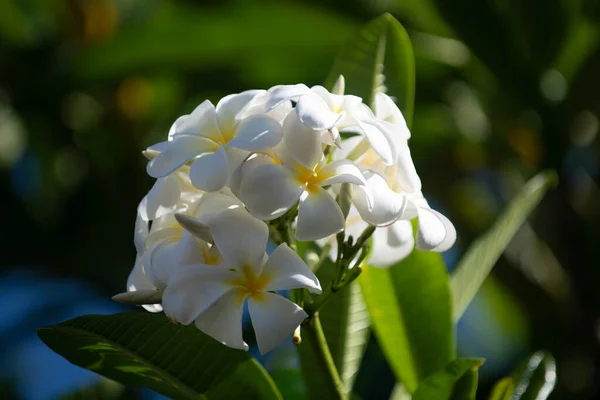 Plumeria Branca Rubra Flores Fechar Flor Frangipani Plumeria Pudica Flores — Fotografia de Stock