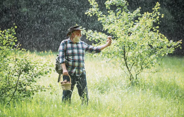 Alter Mann Der Regen Geht Opa Rentner Senior Wanderpilze Regenwald — Stockfoto