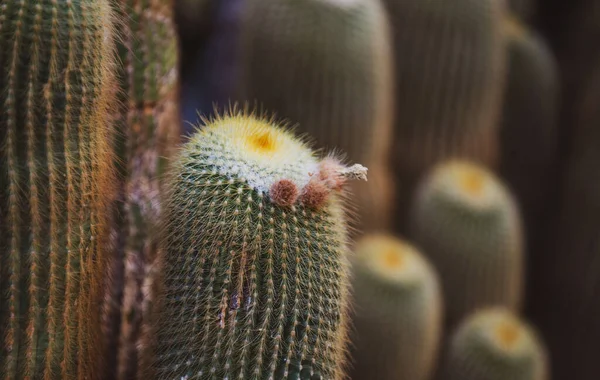 Cactus Flover Backdround Cactus Cactaceae Pattern —  Fotos de Stock