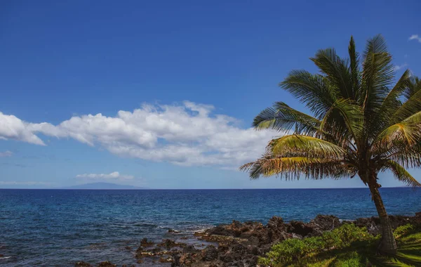 Beautiful Beach Palm Trees Sky Summer Vacation Travel Holiday Background — Stock Photo, Image