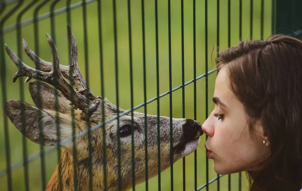 Herten Bambi Dierentuin Kooi Wit Staartkuit Wilde Dieren Concept Meisje — Stockfoto