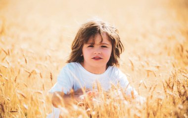 Sarı saçlı küçük çocuk yazın buğday tarlasında eğleniyor.